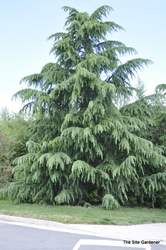 Cedrus deodara — photo 2